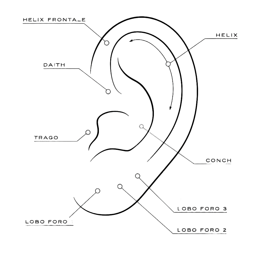 Piercing Tulipano